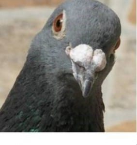 pigeon environmentally friendly