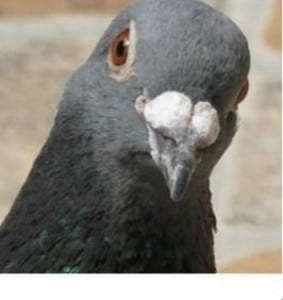 pigeon