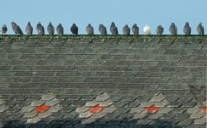 Pigeons on Roof -cco