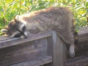 TH_racoon_distemper_2660___Content