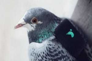 blind pigeon