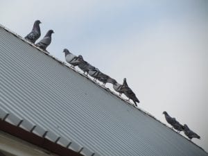 pigeon-roof-ledge