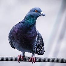 pigeon fly