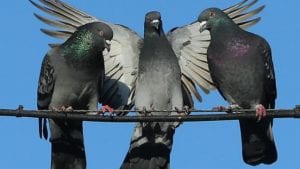 pigeon racing