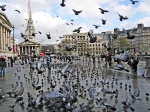 feral pigeons pigeon patrol feeding