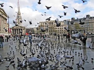 pigeon patrol feeding