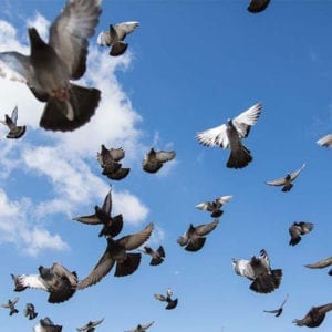 Flyover pigeons