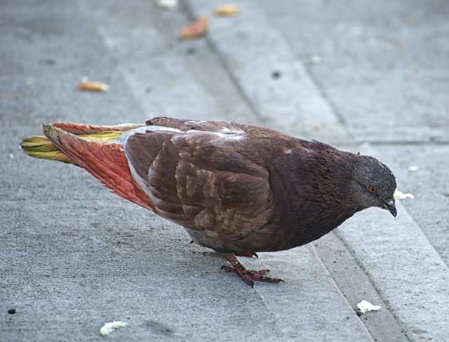 Mystery pink pigeon spotted on rooftops in Breightmet