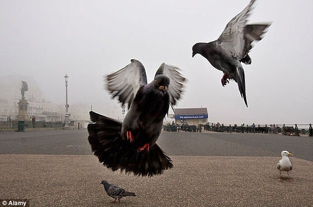 Pigeons found dead in Rose Garden; MC orders post-mortem