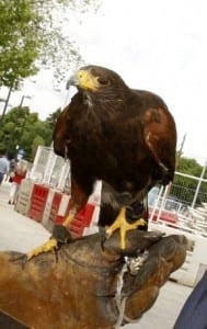 Wimbledon Hired A Hawk To Scare The Pigeons Away