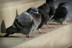 Pigeons, pigeons, everywhere!