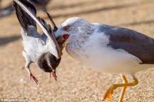 The killer seagull terrorizing Hyde Park