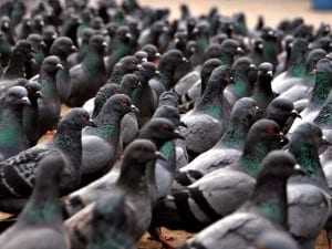This Town Is Covered in Pigeon Shit