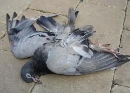 Dead pigeons point to bird flu