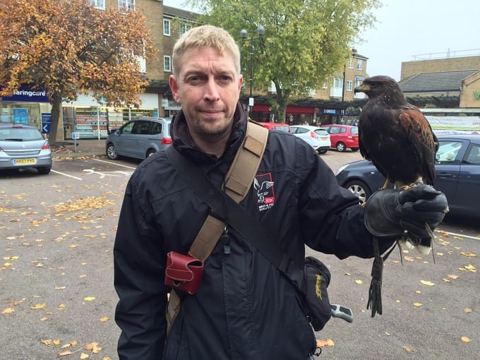 Specially trained hawks being introduced to deter gulls