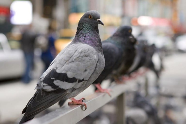 Pigeon pedicure: Doing the nails of the Mission’s pigeons | Pigeon Patrol