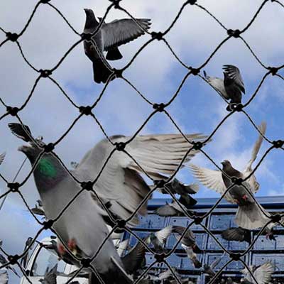 https://www.pigeonpatrol.ca/wp-content/uploads/2016/08/bird-netting.jpg