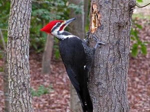 How to prevent woodpeckers from damaging your home?