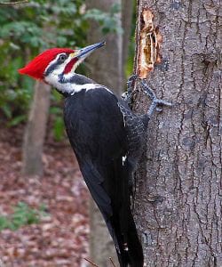 How can I get woodpeckers to leave my house alone?