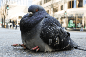 Controlling Pigeons When the City Won’t - Pigeon Patrol Canada - Bird ...