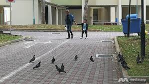 A man and child walk among a flock of hungry pigeons