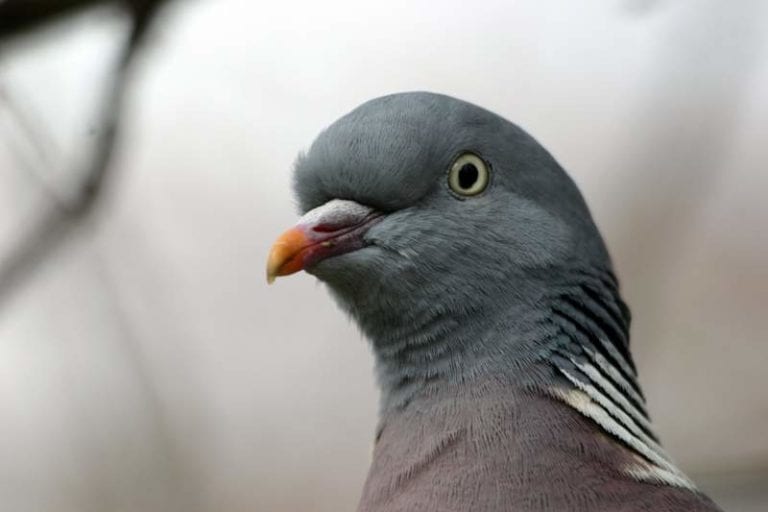 St Mark’s Square pigeons refuses... - Pigeon Patrol Canada - Bird ...