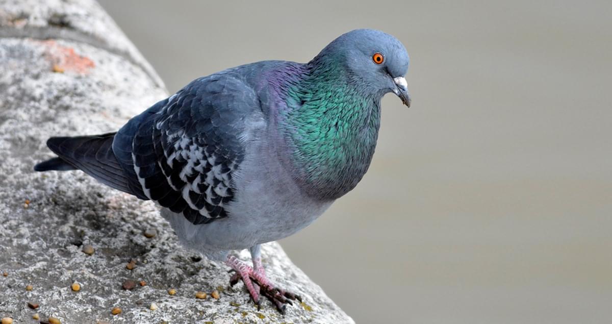 Pigeon pecking order found to be driven by weight - Pigeon Patrol ...