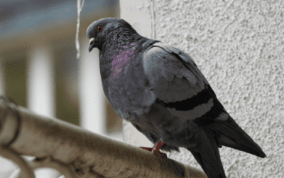 Swiss history: How the Swiss army refused to decommission its pigeons