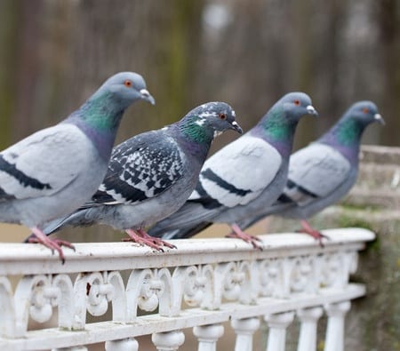 SHOULD I FEED PIGEONS? 