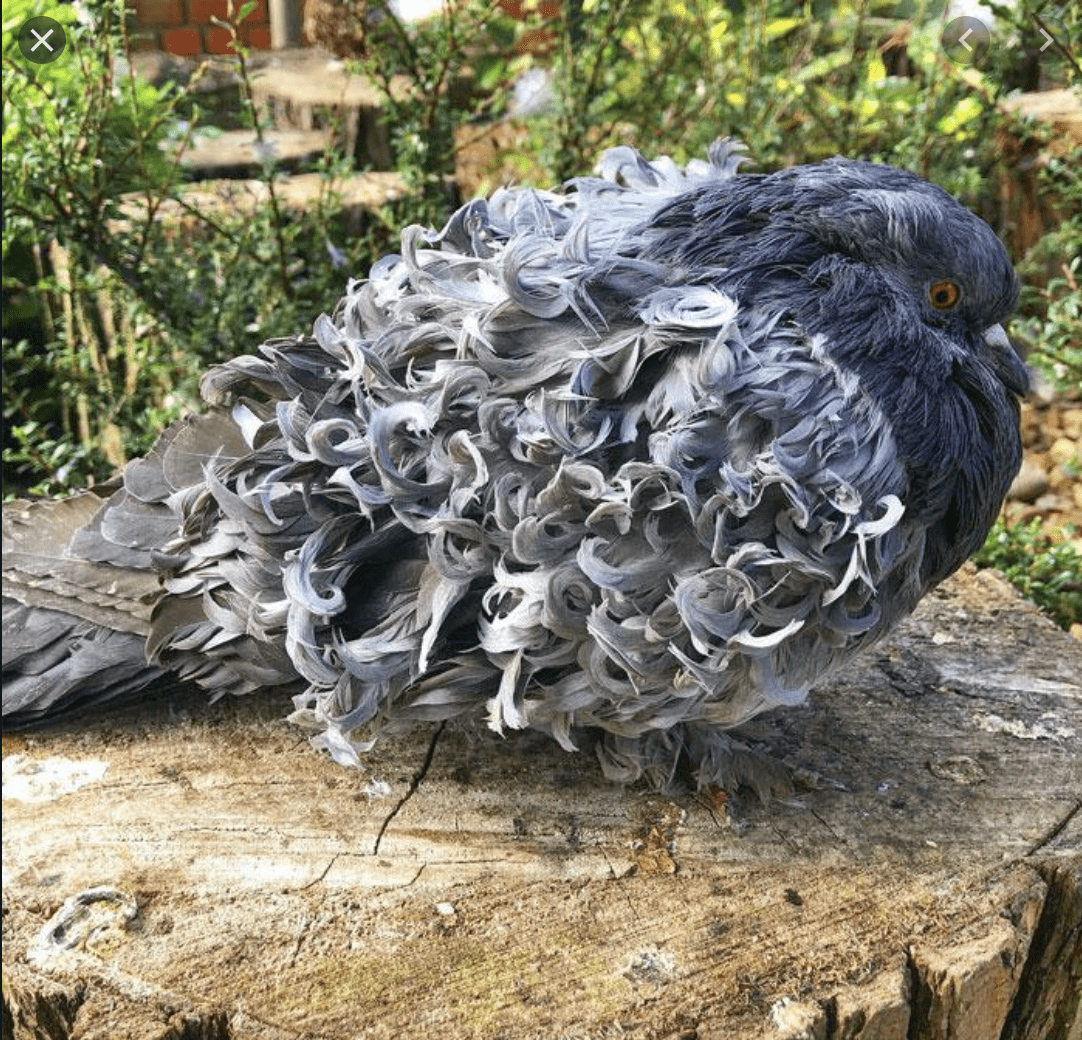 Курообразные голуби Мальтийские