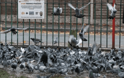 Bird Control and Prevention