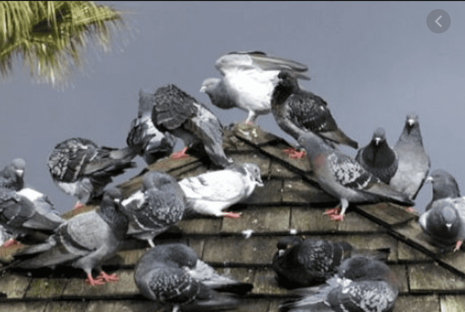 Pigeons nesting on the balcony - Pigeon Patrol Canada - Bird Control  Products & Services