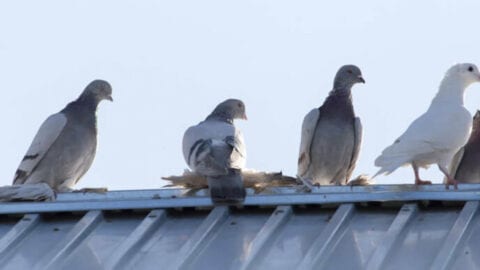 Why do pigeons bob their heads when they walk? - Pigeon Patrol Canada ...