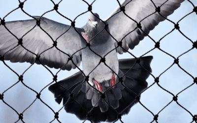 Man caught on video capturing pigeons with net and cage in Scarborough