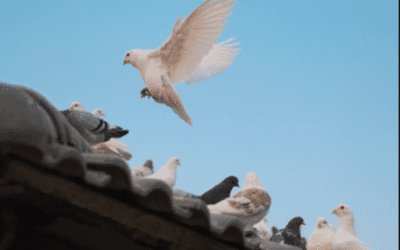 Pigeon pirates are spotted illegally catching birds on the streets of Manhattan