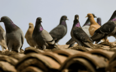 Australia to kill pigeon that crossed Pacific from Oregon