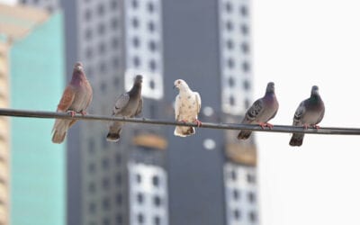 Why Do We Never See Baby Pigeons?