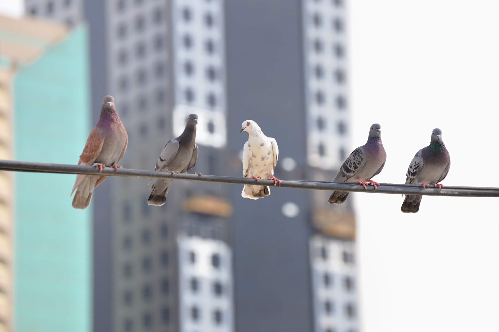 Why Do We Never See Baby Pigeons? - Pigeon Patrol Canada - Bird Control