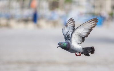 What happened to the one-legged pigeon?