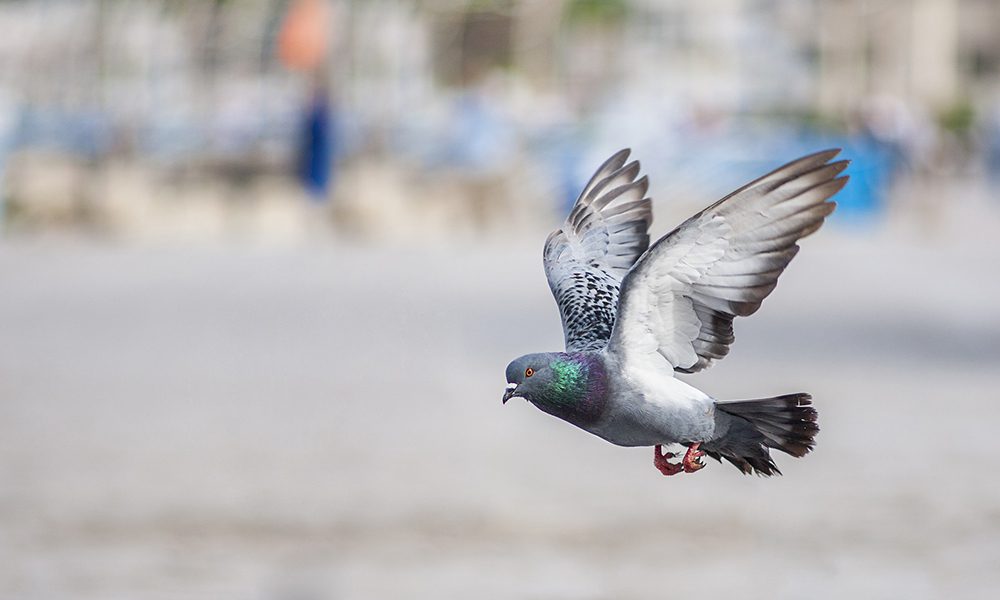 Visual deterrents and physical barriers as non-lethal pigeon