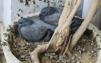 ‘Anti-flocking agent’ used to control pigeons has controversial past