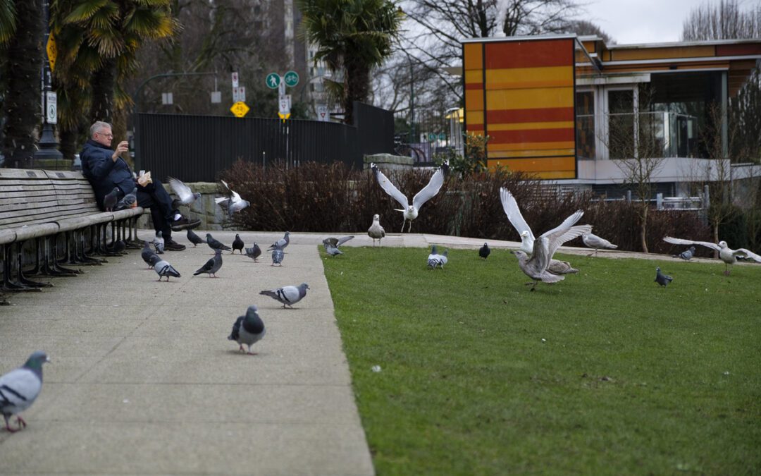 The new pigeon wars