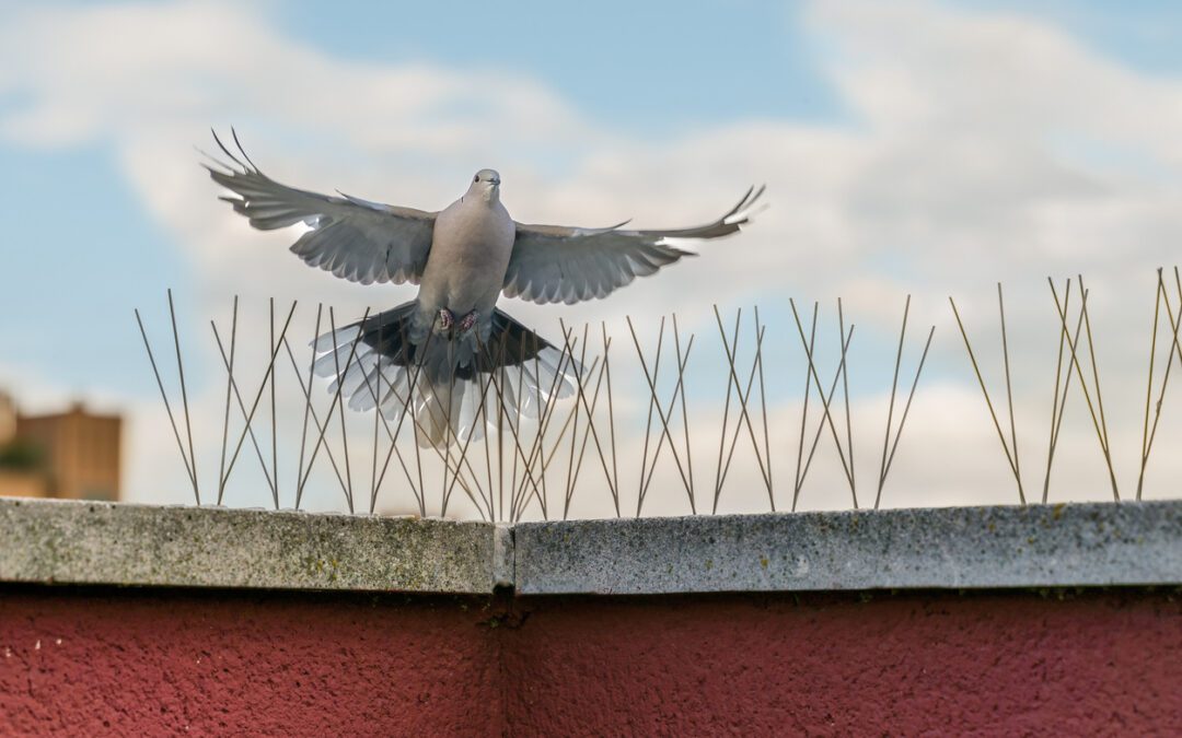 Why should pigeons worry you? Health hazards associated with pigeon droppings