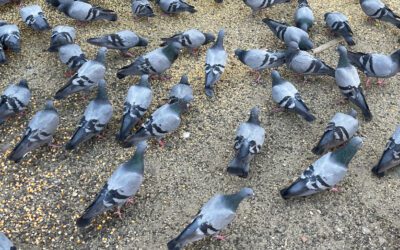 The Curious Case of 50,000 Missing Pigeons