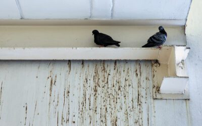 Rats with wings, or majestic streetwise bird?