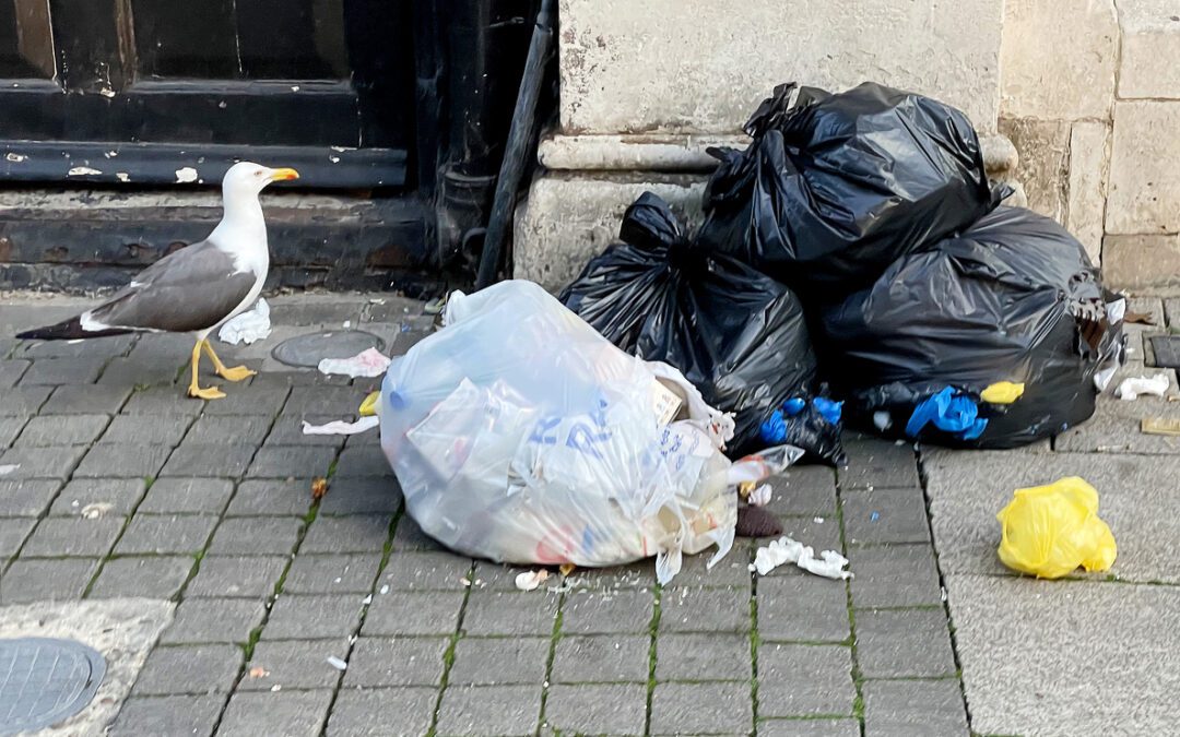 Pigeon, mouse and loo roll among causes of London fires - Pigeon Patrol ...