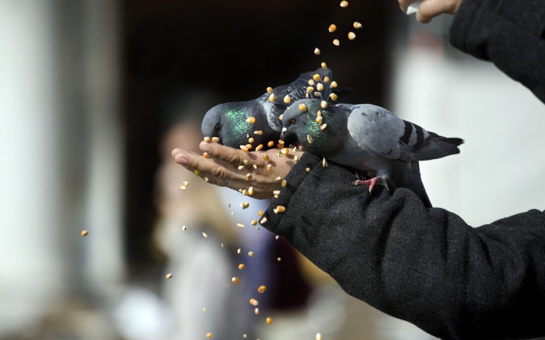 The case for the humane control of pigeons