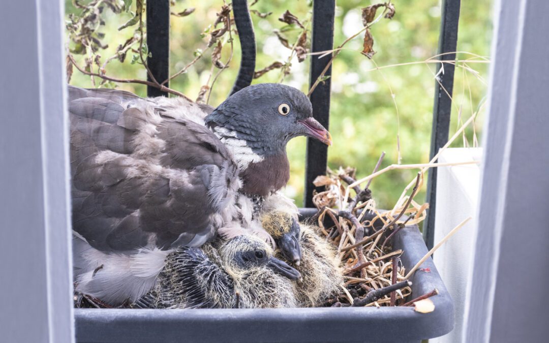 Company has the poop for keeping birds away