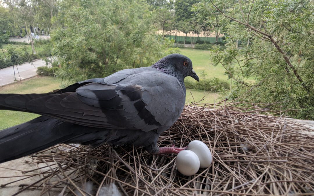 Homing pigeons with their cryptic inborn GPS