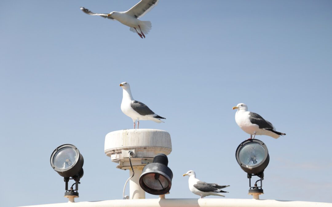 How a Multitude of Homing Pigeons Vanished